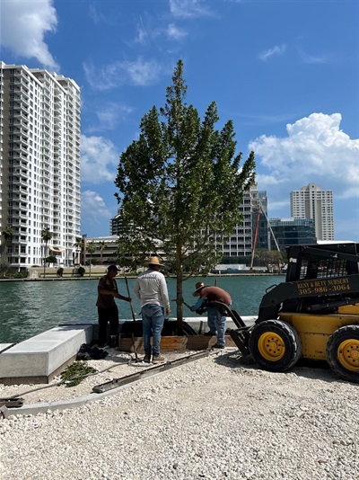 First Tree Installation at the new bay walk behind the First Presbyterian Church