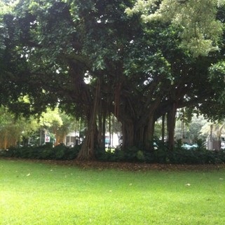 Photo of large tree in a grassy area in Grapeland Park Miami