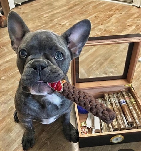 Mister Cigars.jpg