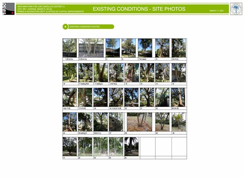 Existing Conditions Tree Photos 
